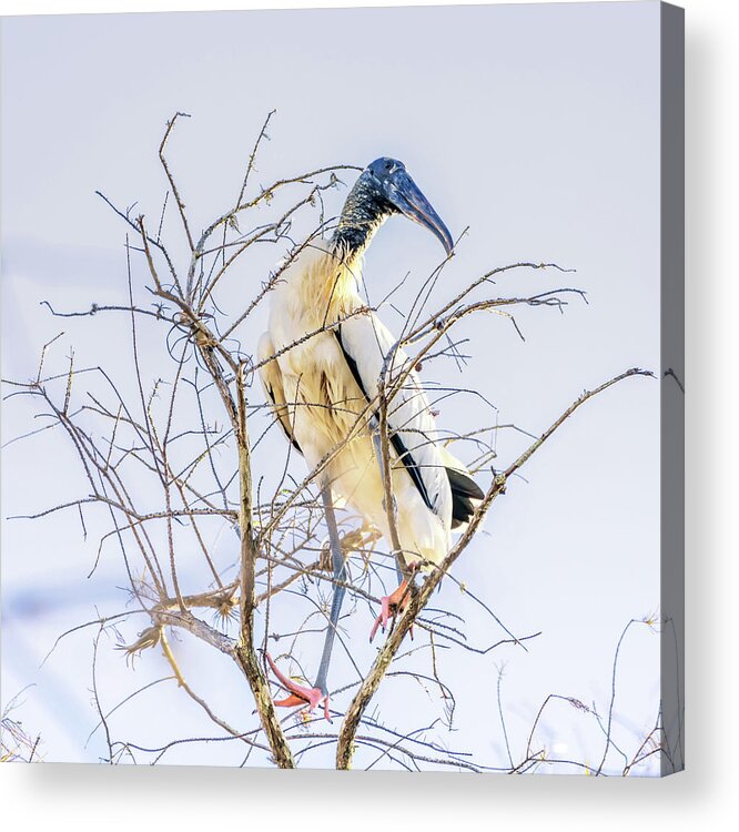 Florida Acrylic Print featuring the photograph Wood Stork sitting in a tree by Framing Places