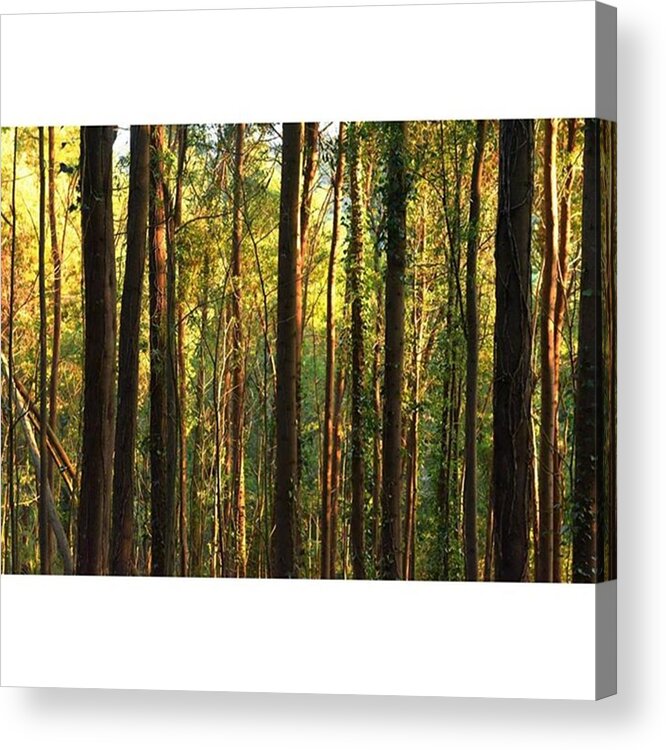 Woods Acrylic Print featuring the photograph Wood You? by Visual Creative In Lisbon