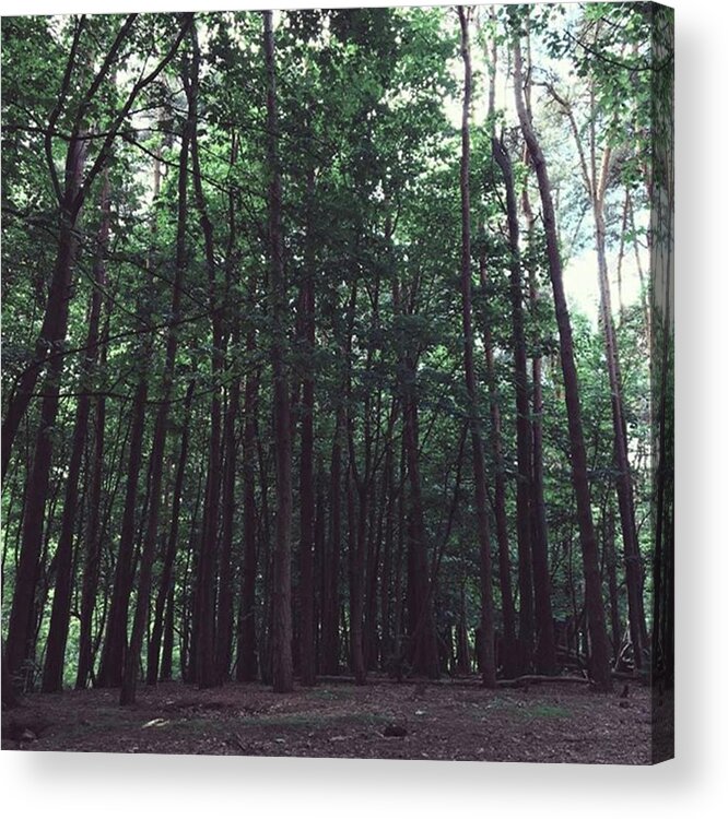 Nature Acrylic Print featuring the photograph #woods #woodland #trees #nature by Emma Gillett