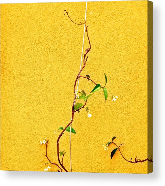  Acrylic Print featuring the photograph Yellow #1 by Julie Gebhardt