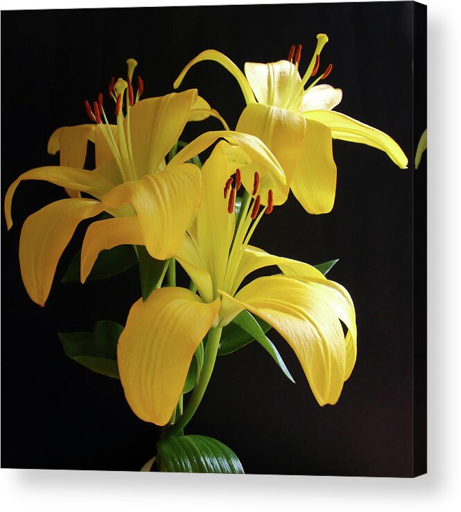 Lily Acrylic Print featuring the photograph Yellow Lily by Jeff Townsend