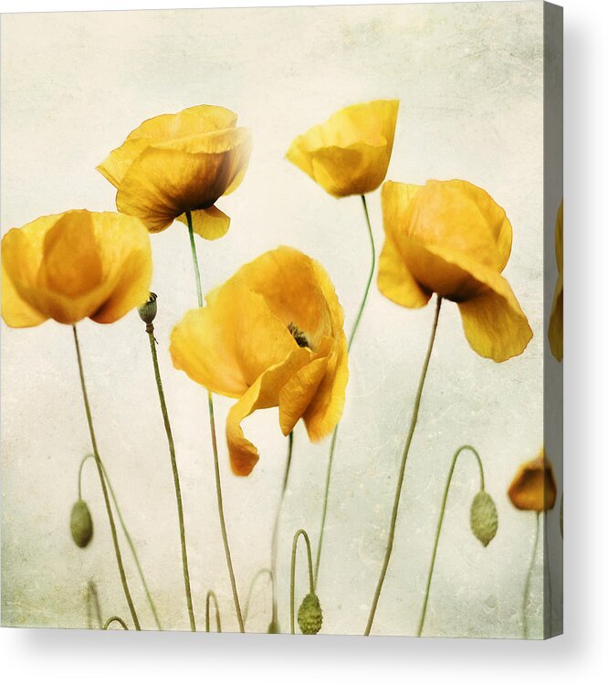 Yellow Art Acrylic Print featuring the photograph Yellow Poppies - Square Version by Amy Tyler