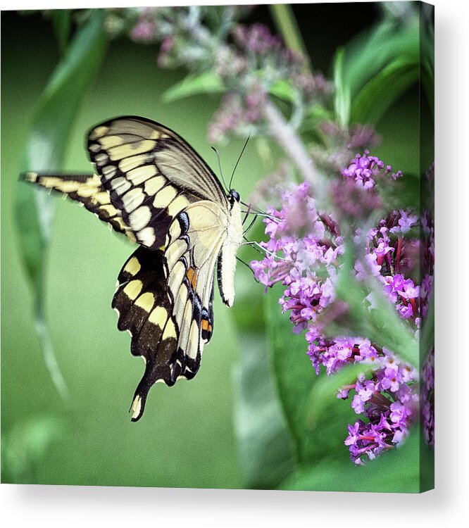 7 Ponds Acrylic Print featuring the photograph Yellow Swallowtail by Winnie Chrzanowski