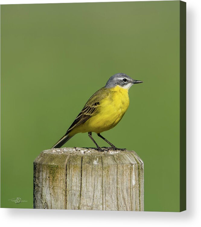 Yellow Wagtail Acrylic Print featuring the photograph Yellow Wagtail perching on the roundpole a close-up by Torbjorn Swenelius