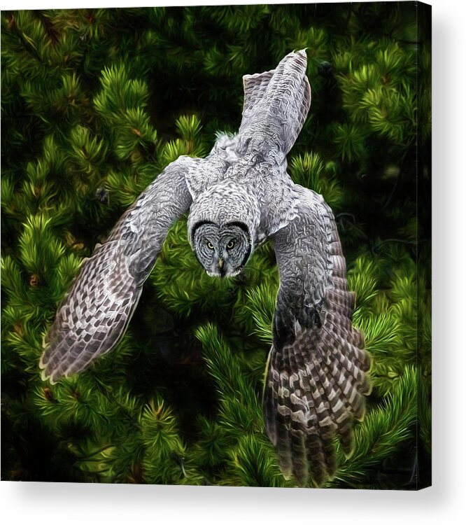 Yellowstone Great Grey Owl Acrylic Print featuring the photograph Yellowstone Great Grey Owl by Wes and Dotty Weber