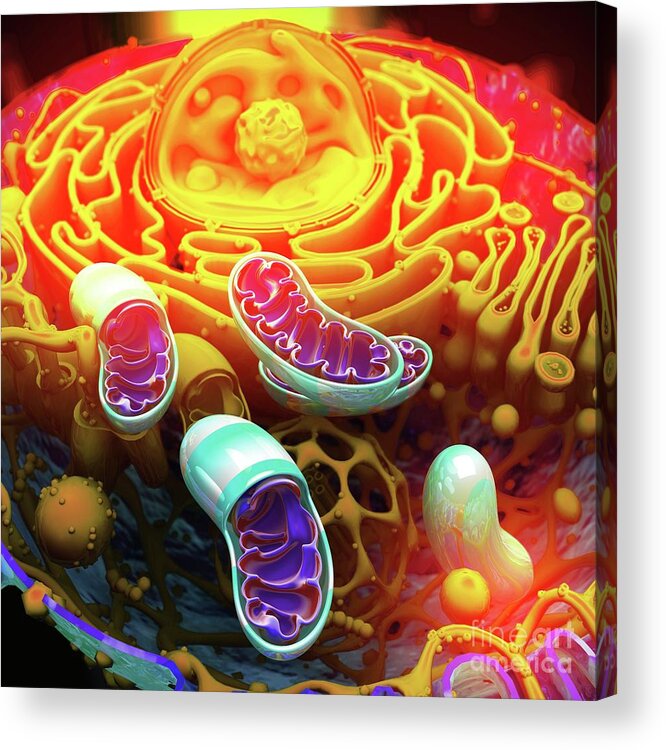 Animal Cell Acrylic Print featuring the photograph Animal Cell #1 by Ella Maru Studio / Science Photo Library