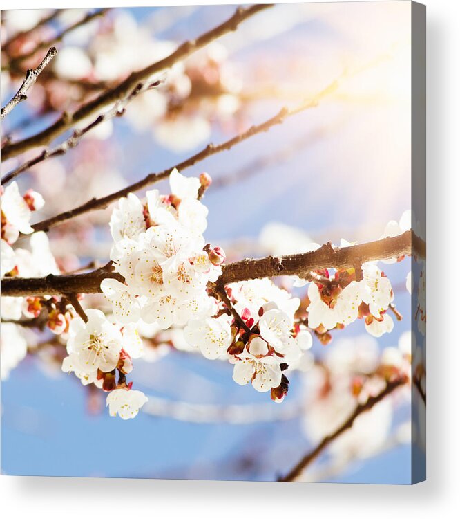 Apricot Acrylic Print featuring the photograph Apricot Blossoms Flower On Wild Spring #1 by Franckreporter