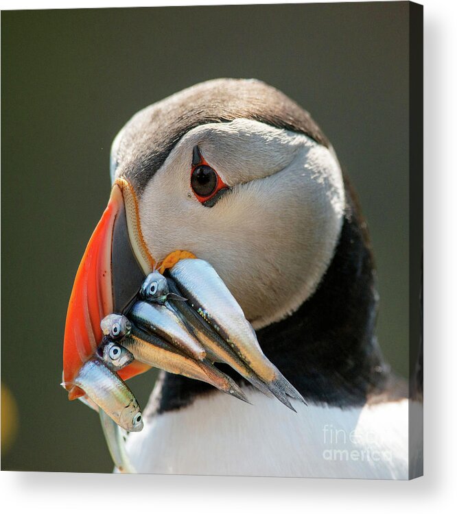 Alcidae Acrylic Print featuring the photograph Atlantic Puffin With Beakful Of Fish #1 by Andy Davies/science Photo Library