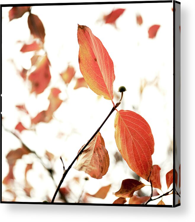 Transfer Print Acrylic Print featuring the photograph Dogwood Leaves #1 by Laura A. Watt