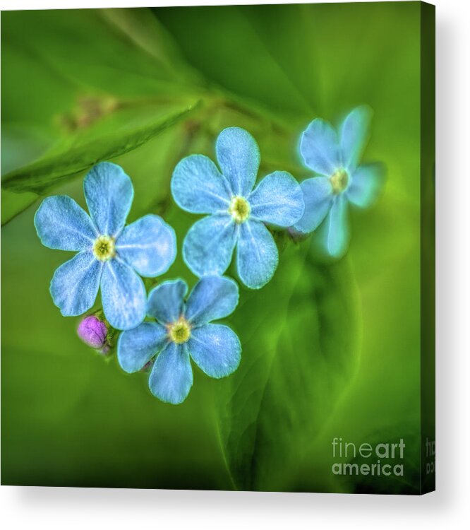 Wild Flower Acrylic Print featuring the photograph Forget Me Not #1 by Roxie Crouch