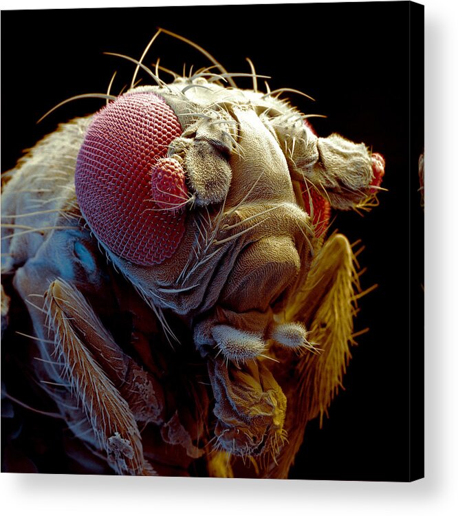 Animal Acrylic Print featuring the photograph Fruit Fly Drosophila Melanogaster #1 by Meckes/ottawa