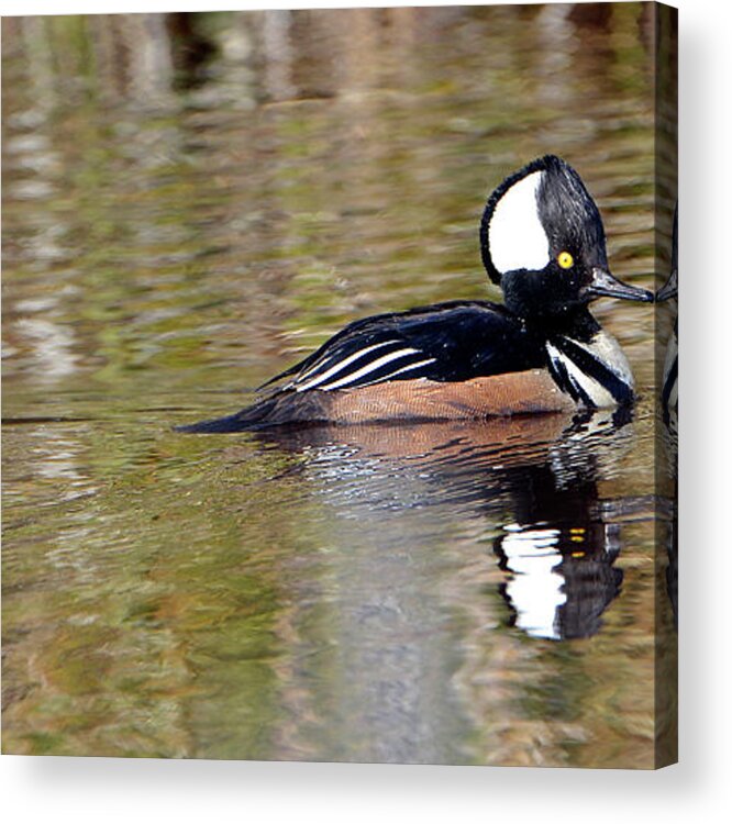 Denise Bruchman Photography Acrylic Print featuring the photograph Hooded Merganser #1 by Denise Bruchman
