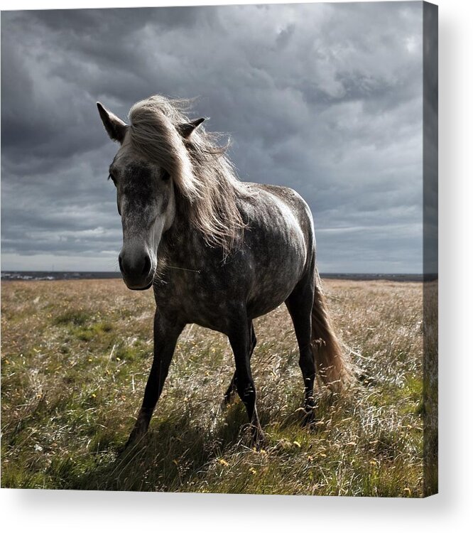 Horse Acrylic Print featuring the photograph Icelandic Horse #1 by Johann S. Karlsson