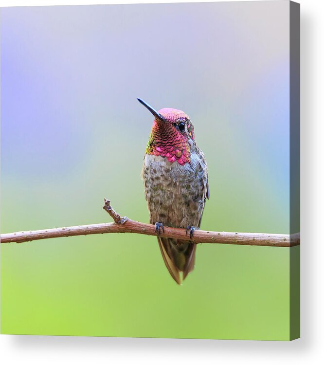 Animal Acrylic Print featuring the photograph Midsummer Night's Dream III - Male Anna's Hummingbird #1 by Briand Sanderson