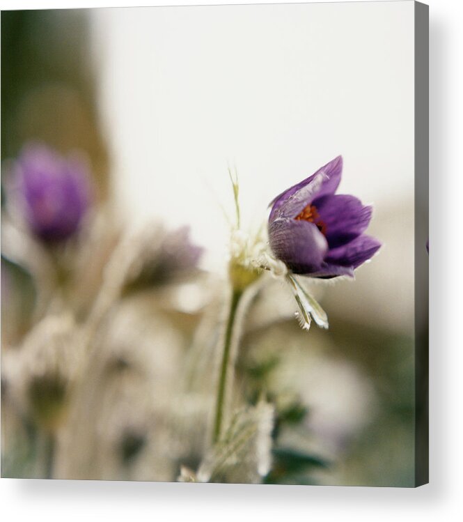 Purple Acrylic Print featuring the photograph Purple Flowers #1 by Charles Gullung
