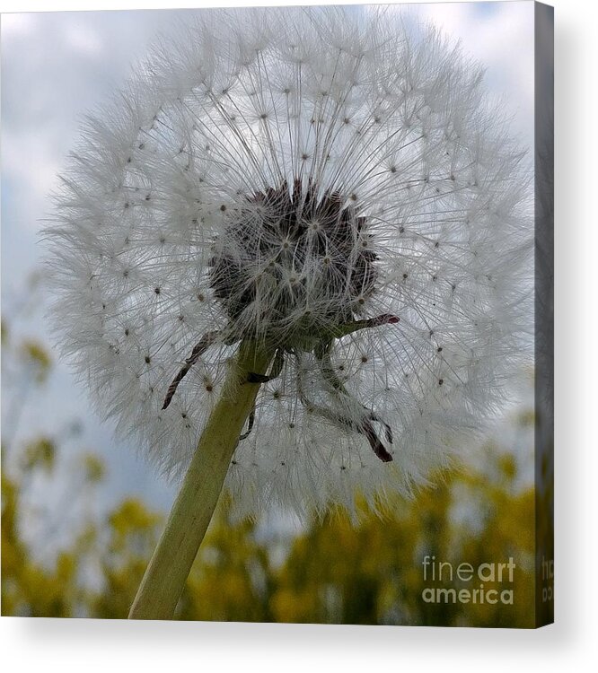 Flower Acrylic Print featuring the photograph Serenity by Karin Ravasio