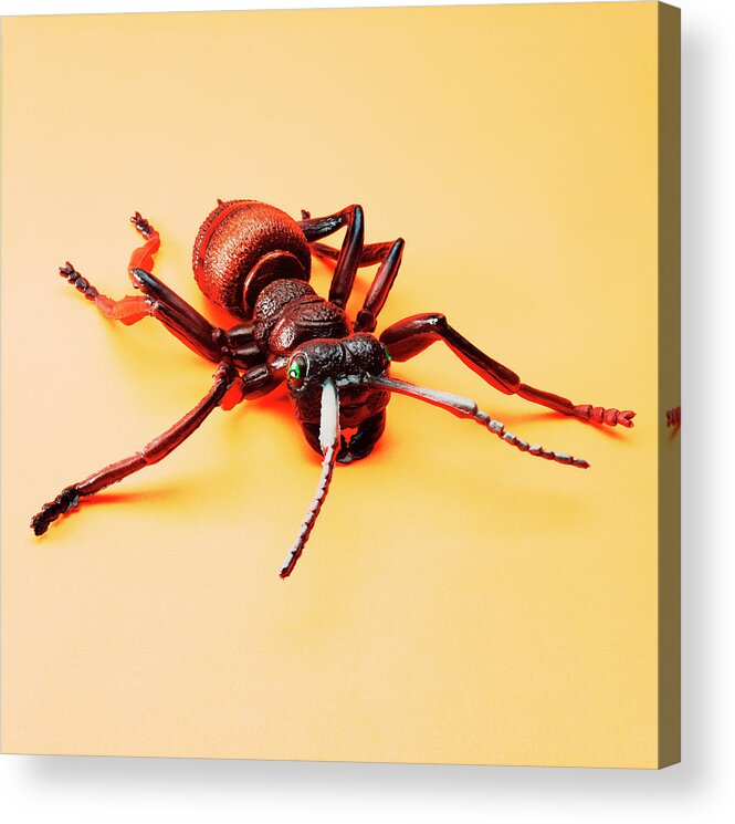 Animal Acrylic Print featuring the drawing Insect #11 by CSA Images