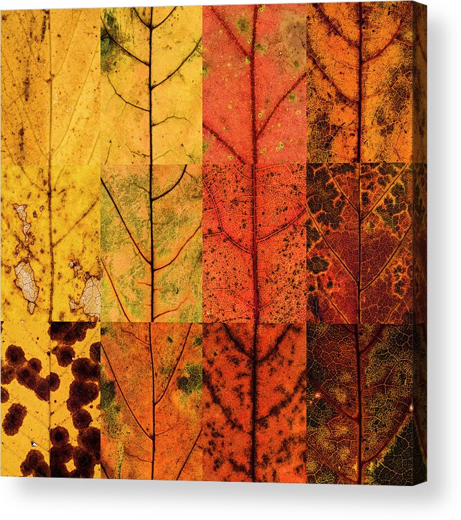 Swatch Acrylic Print featuring the photograph Swatches - Autumn Leaves inspired by Gerhard Richter #15 by Shankar Adiseshan