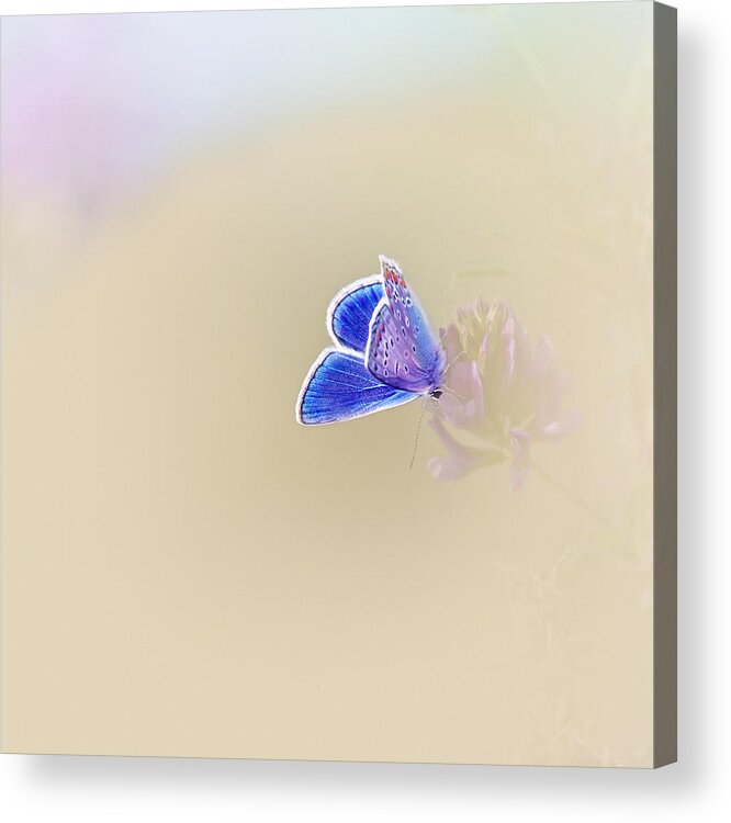Butterfly Acrylic Print featuring the photograph Around The Meadow 2 #1 by Jaroslav Buna