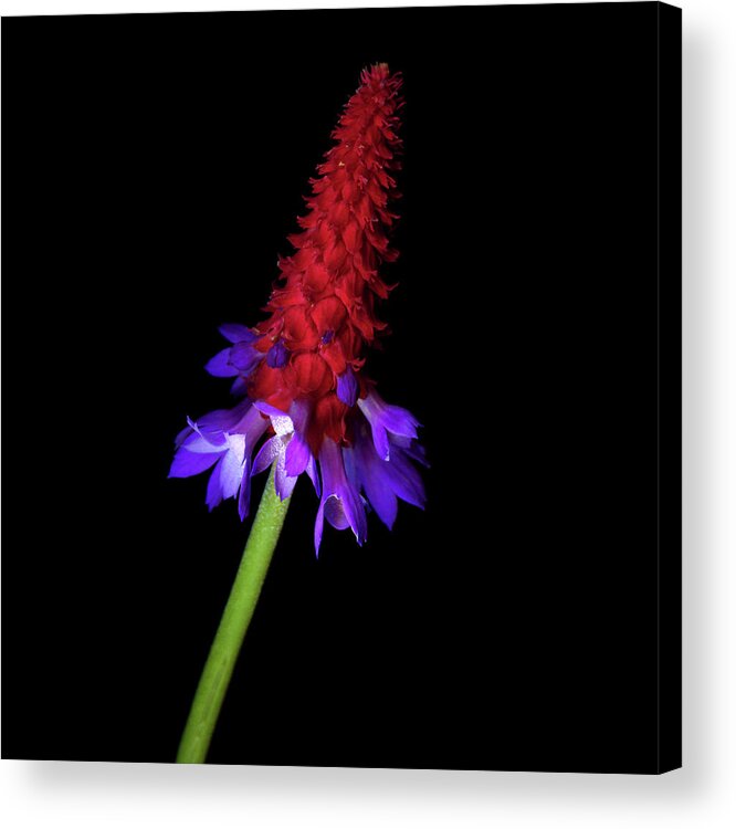 Primula Acrylic Print featuring the photograph Primula Vialii #2 by Photograph By Magda Indigo