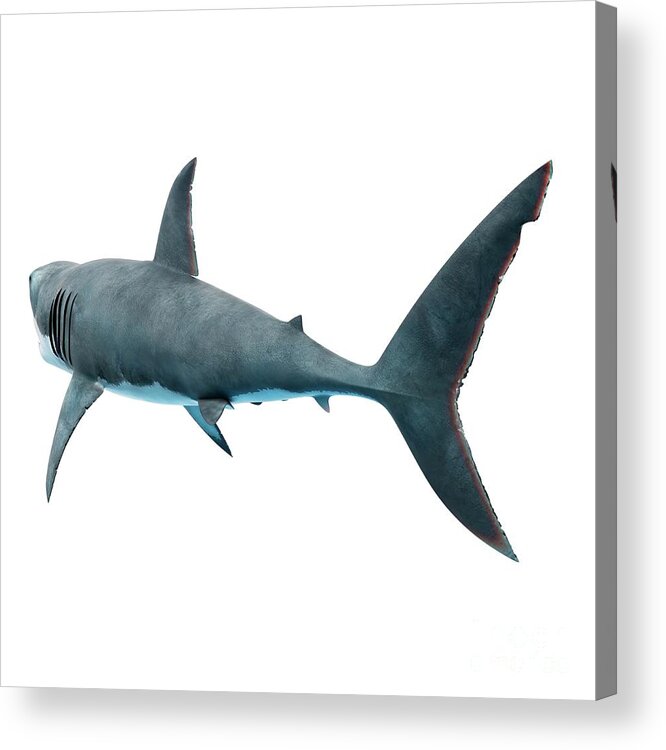 Fish Acrylic Print featuring the photograph Great White Shark #22 by Sebastian Kaulitzki/science Photo Library