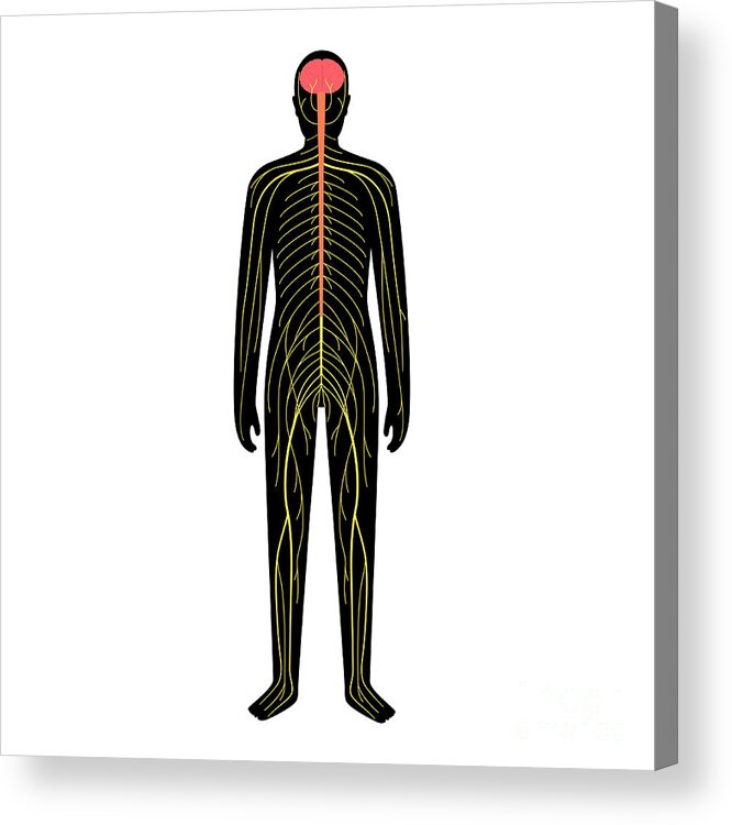 System Acrylic Print featuring the photograph Human Nervous System #22 by Pikovit / Science Photo Library