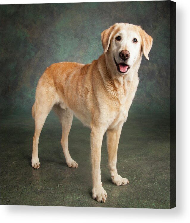 Photography Acrylic Print featuring the photograph Portrait Of A Labrador Mixed Dog #3 by Panoramic Images