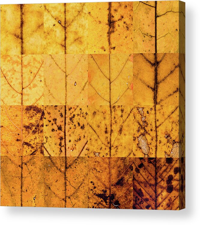 Swatch Acrylic Print featuring the photograph Swatches - Autumn Leaves inspired by Gerhard Richter by Shankar Adiseshan