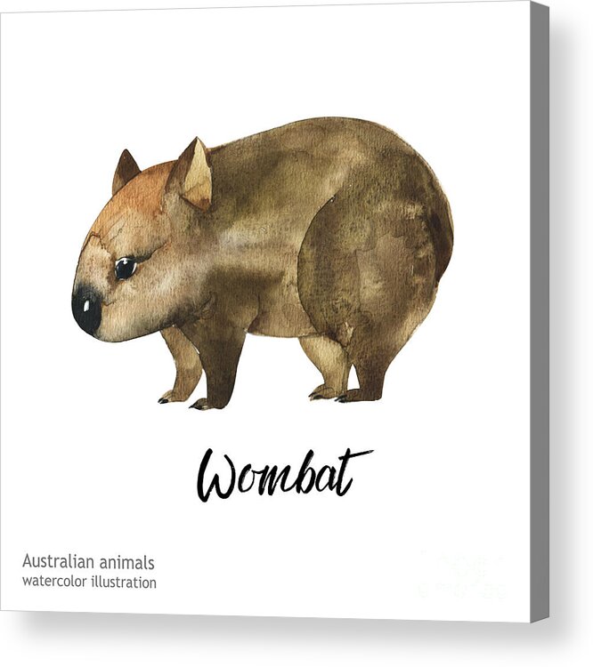 Australian Animals Watercolor Acrylic Print by Kat branches - Fine Art  America