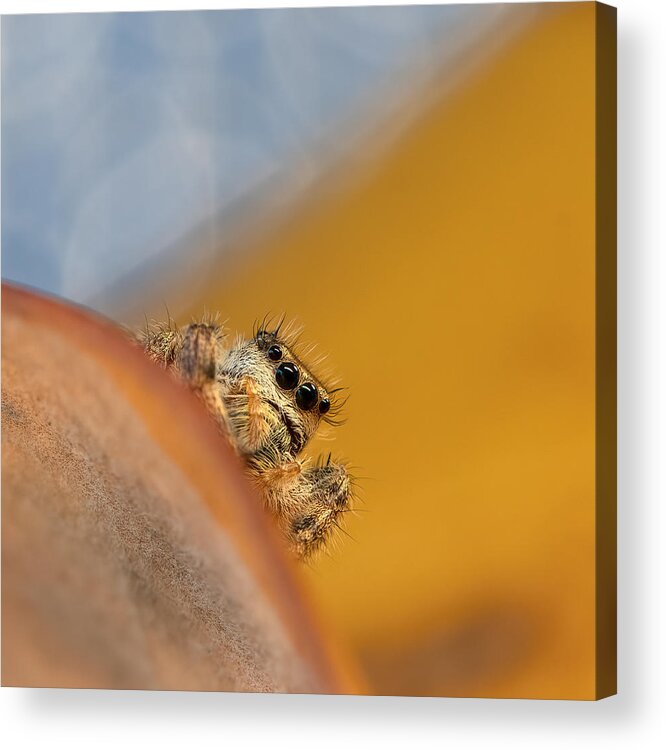 Insect Acrylic Print featuring the photograph Jumping Spider #9 by Ivy Deng