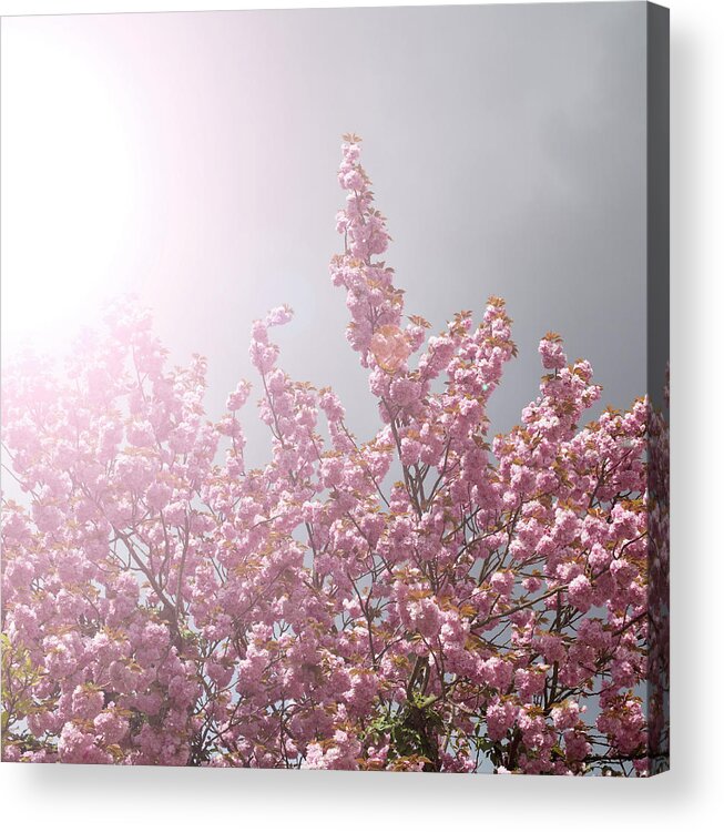 Berlin Acrylic Print featuring the photograph A Pink Blossoming Tree In A Fuzzy Light by Frank Rothe