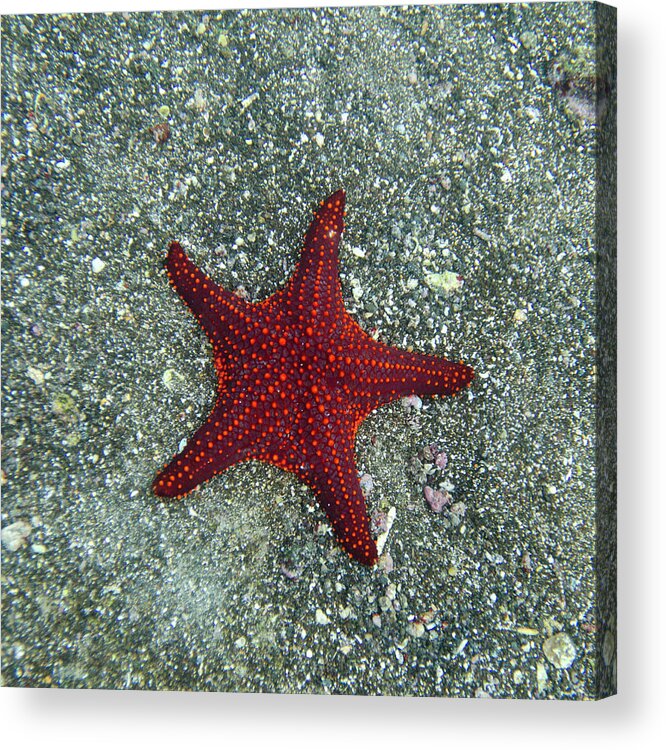 Underwater Acrylic Print featuring the photograph A Red Starfish by Keith Levit / Design Pics