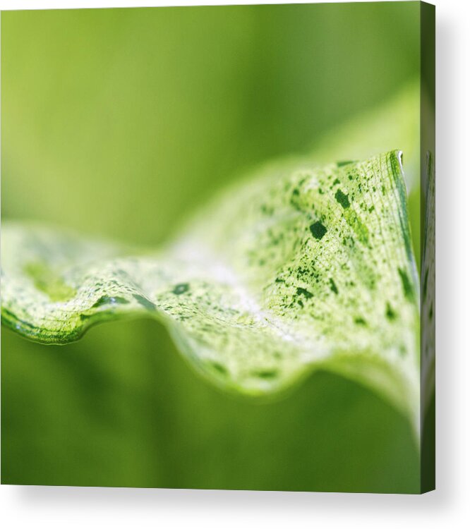 Houseplant Acrylic Print featuring the photograph Abstract Leaf by Julie Rideout