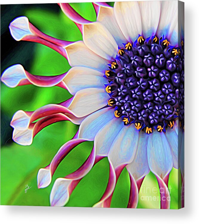 Elegant Acrylic Print featuring the mixed media African Daisy by TK Goforth