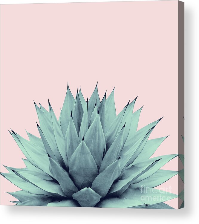 Photography Acrylic Print featuring the mixed media Agave Blush Summer Vibes #1 #tropical #decor #art by Anitas and Bellas Art