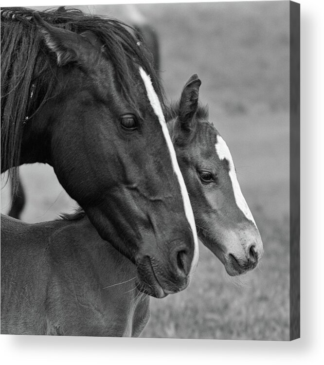 Wild Horse Acrylic Print featuring the photograph All the love by Mary Hone