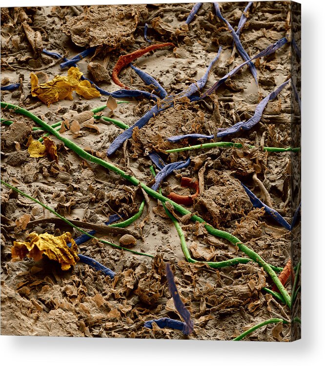 Allergen Acrylic Print featuring the photograph Allergens In Household Dust by Meckes/ottawa
