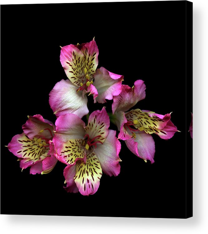 Black Background Acrylic Print featuring the photograph Alstroemeria by Photograph By Magda Indigo