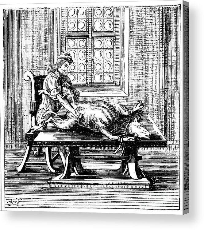 Engraving Acrylic Print featuring the drawing Animal-to-human Blood Transfusion, 1679 by Print Collector