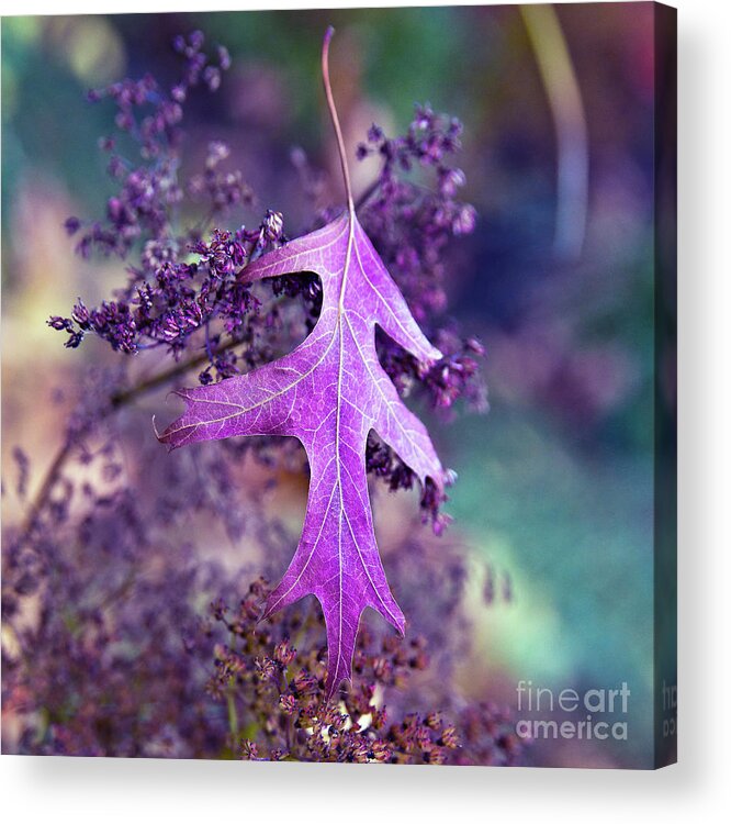 Autumnal Acrylic Print featuring the photograph Autumnal Ultra Violet Sound by Silva Wischeropp