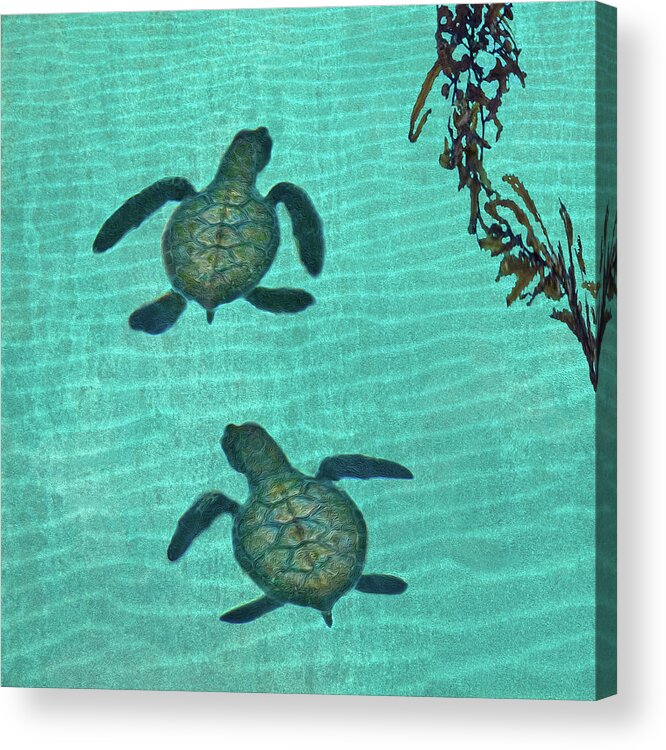 Seaweed Acrylic Print featuring the photograph Baby Sea Turtles by Melinda Moore
