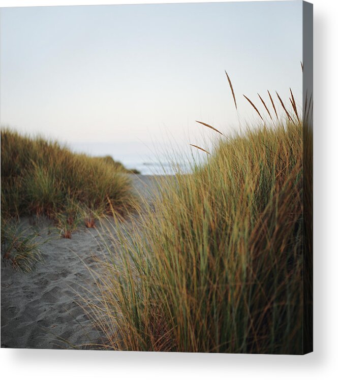 Tranquility Acrylic Print featuring the photograph Beach Grass And Sandy Trail To Ocean by Danielle D. Hughson