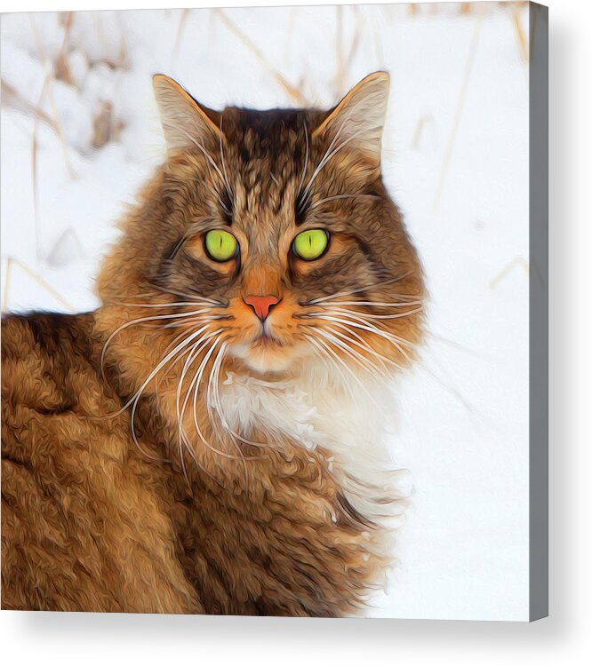 Portrait Acrylic Print featuring the photograph Beautiful Hunter The Cat by Theresa Tahara