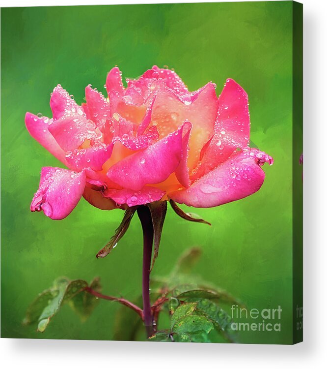Pink Rose Acrylic Print featuring the photograph Beautiful Two-Tone Rose in the Rain by Anita Pollak