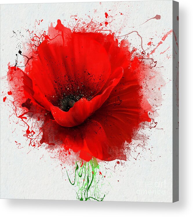 Beauty Acrylic Print featuring the digital art Beautiful Red Poppy Closeup On A White by Pacrovka