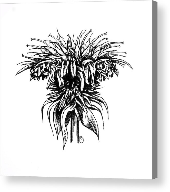 Pen And Ink Acrylic Print featuring the drawing Beebalm by Bari Rhys