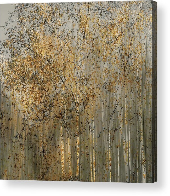 Birch Acrylic Print featuring the photograph Birch Impression by Nel Talen
