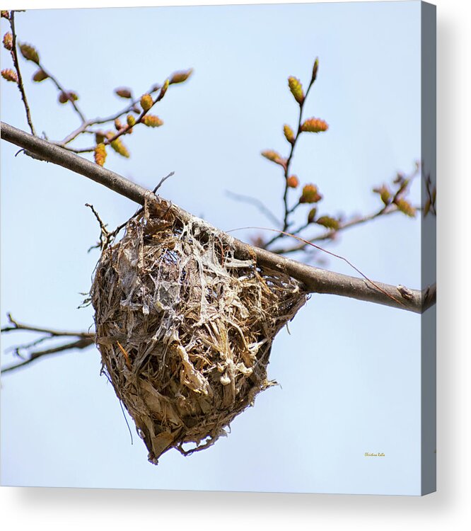 Birds Nest Acrylic Print featuring the photograph Birds Nest by Christina Rollo