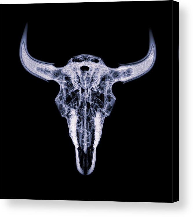 Kansas Acrylic Print featuring the photograph Bison skull x-ray 01 by Rob Graham