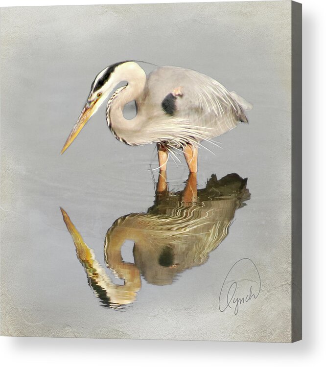 Bird Acrylic Print featuring the photograph Blue Heron 1 by Karen Lynch
